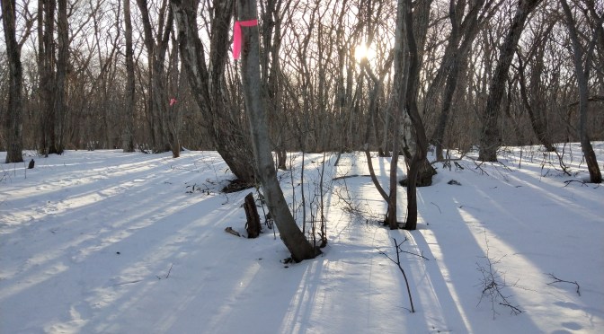 なぜ冬の那須に来ないの？那須平成の森は幻想的で美しい