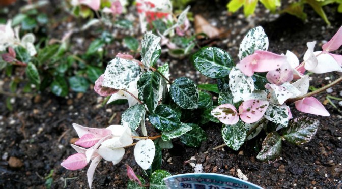 ウォシュレットとログハウス&花壇