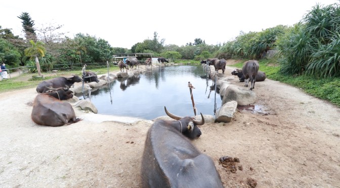 西表島ジャングル体験！GoTo中止で悲惨な現状。家族旅行4日目