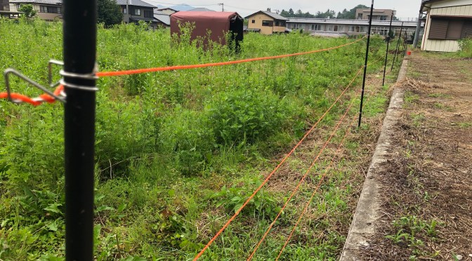 2022年6月18日に遂にヤギが来るー！！！