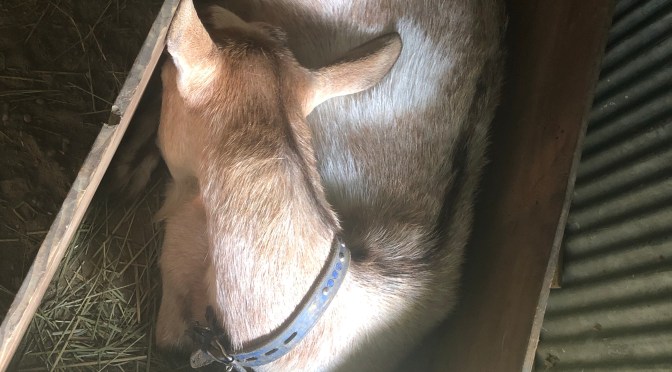 ヤギの寝相って？どんな寝方するの？@都留BASE